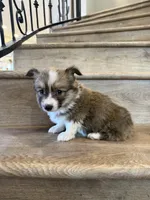 Ruby, a female Pembroke Welsh Corgi for sale in Phelan, CA – 1 of 1