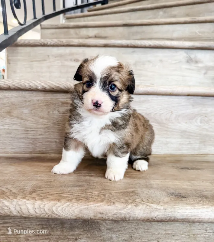 Cookie (Fluffy) – Pembroke Welsh Corgi puppy for sale in Phelan, CA