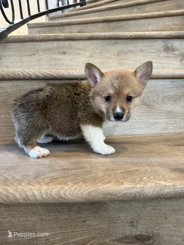 Opal – Pembroke Welsh Corgi puppy for sale in Phelan, CA