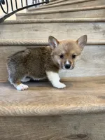 Opal, a female Pembroke Welsh Corgi for sale in Phelan, CA – 1 of 1
