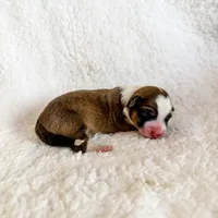 Donut, a female Pembroke Welsh Corgi for sale in Phelan, CA – 2 of 4