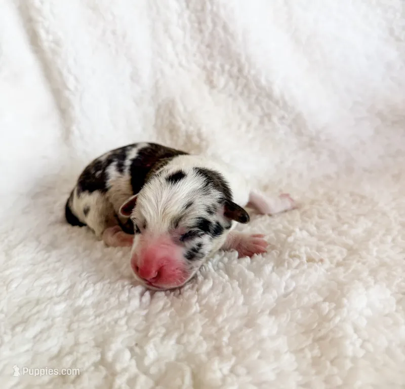Churro – Pembroke Welsh Corgi puppy for sale in Phelan, CA