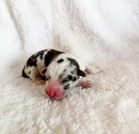 Churro, a male Pembroke Welsh Corgi for sale in Phelan, CA – 1 of 4