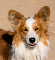 Bouncer Booze, a male Pembroke Welsh Corgi for sale in Phelan, CA – 1 of 7