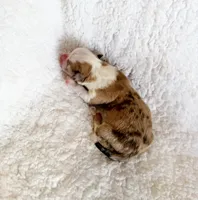 Caramel, a female Pembroke Welsh Corgi for sale in Phelan, CA – 4 of 4