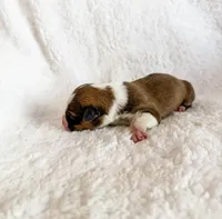 Donut, a female Pembroke Welsh Corgi for sale in Phelan, CA – 4 of 4