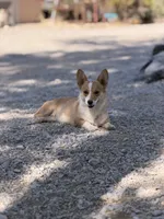 Peach, a female Pembroke Welsh Corgi for sale in Phelan, CA – 5 of 6