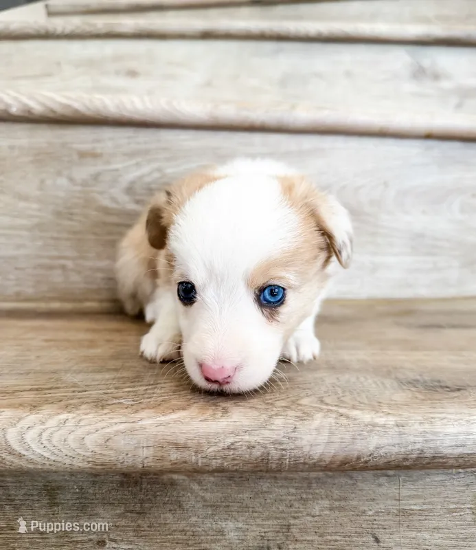 Caramel – Pembroke Welsh Corgi puppy for sale in Phelan, CA