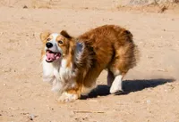 Bouncer Booze, a male Pembroke Welsh Corgi for sale in Phelan, CA – 2 of 7