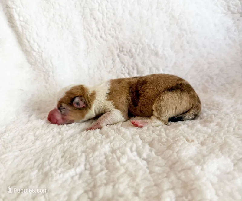 Caramel – Pembroke Welsh Corgi puppy for sale in Phelan, CA