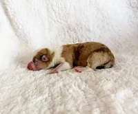 Caramel, a female Pembroke Welsh Corgi for sale in Phelan, CA – 1 of 4
