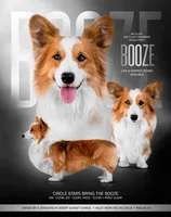 Bouncer Booze, a male Pembroke Welsh Corgi for sale in Phelan, CA – 4 of 7