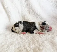 Churro, a male Pembroke Welsh Corgi for sale in Phelan, CA – 3 of 4