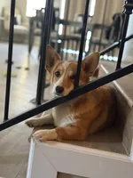 Peach, a female Pembroke Welsh Corgi for sale in Phelan, CA – 2 of 6