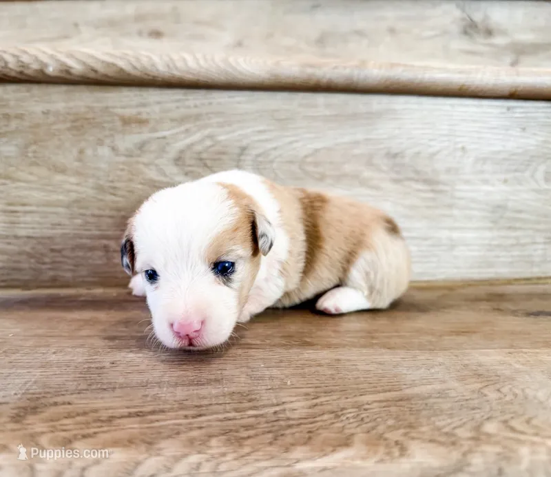 Caramel – Pembroke Welsh Corgi puppy for sale in Phelan, CA