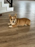 Peach, a female Pembroke Welsh Corgi for sale in Phelan, CA – 4 of 6