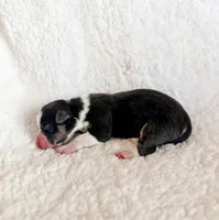 Truffle, a male Pembroke Welsh Corgi for sale in Phelan, CA – 2 of 4