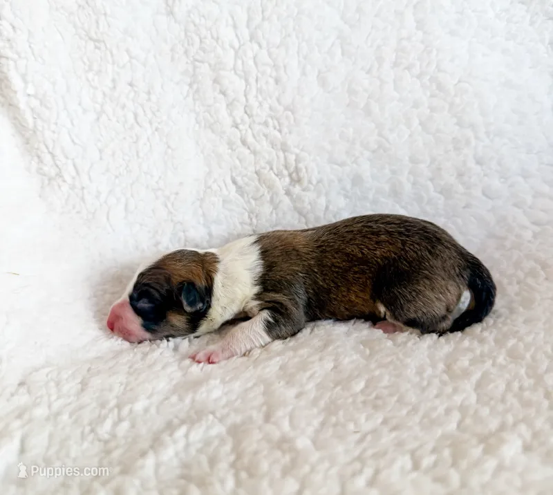 Cannoli – Pembroke Welsh Corgi puppy for sale in Phelan, CA