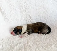 Cannoli, a male Pembroke Welsh Corgi for sale in Phelan, CA – 1 of 4