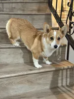 Peach, a female Pembroke Welsh Corgi for sale in Phelan, CA – 1 of 6