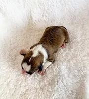 Donut, a female Pembroke Welsh Corgi for sale in Phelan, CA – 3 of 4