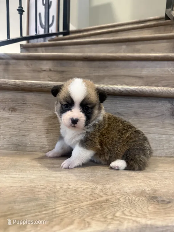 Orion – Pembroke Welsh Corgi puppy for sale in Phelan, CA