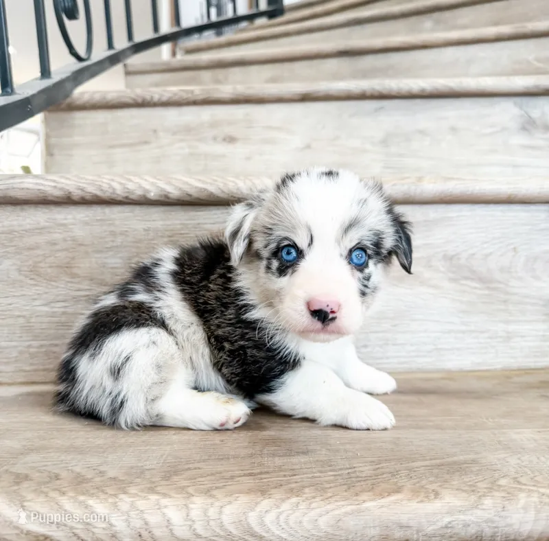 Churro (full tail) – Pembroke Welsh Corgi puppy for sale in Phelan, CA