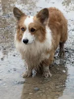 Bouncer Booze, a male Pembroke Welsh Corgi for sale in Phelan, CA – 3 of 7