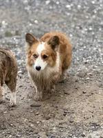 Bouncer Booze, a male Pembroke Welsh Corgi for sale in Phelan, CA – 6 of 7
