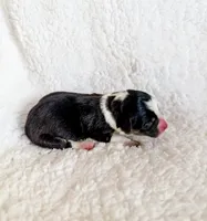 Truffle, a male Pembroke Welsh Corgi for sale in Phelan, CA – 3 of 4