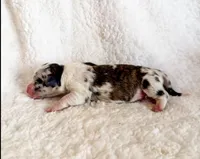 Churro, a male Pembroke Welsh Corgi for sale in Phelan, CA – 2 of 4