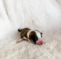 Cannoli, a male Pembroke Welsh Corgi for sale in Phelan, CA – 2 of 4