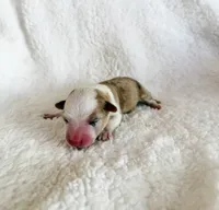 Caramel, a female Pembroke Welsh Corgi for sale in Phelan, CA – 3 of 4