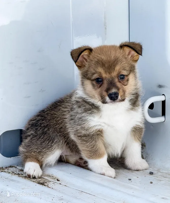 Azalea  – Pembroke Welsh Corgi puppy for sale in Phelan, CA
