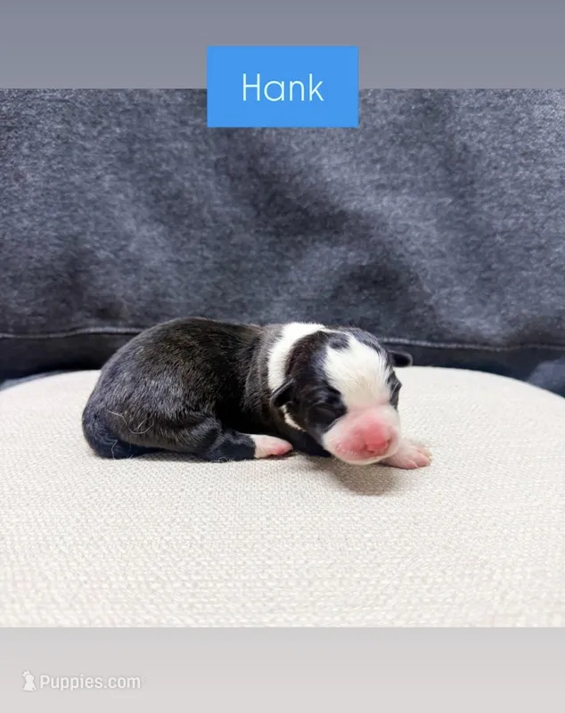 Hank
