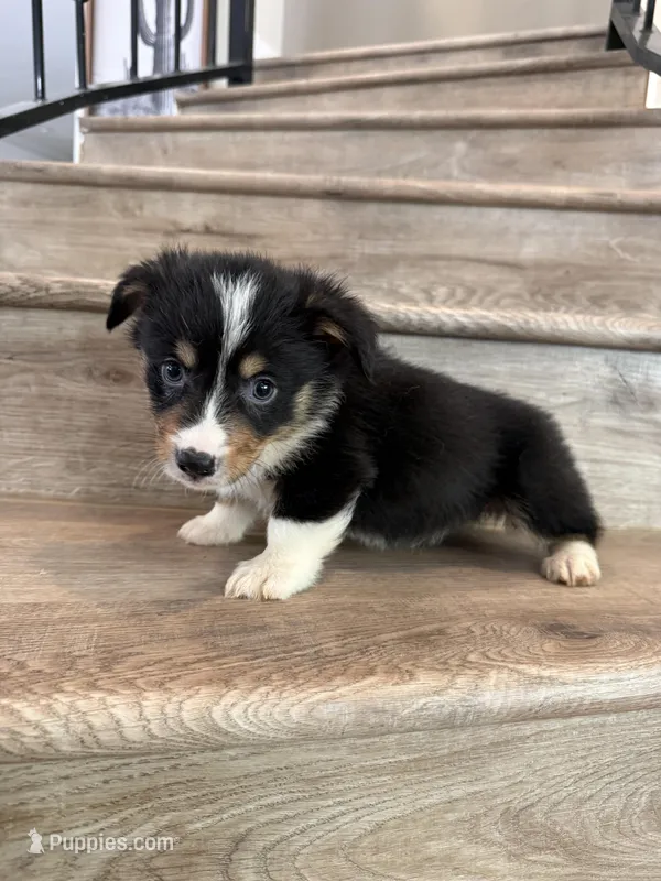 Colby – Pembroke Welsh Corgi puppy for sale in Phelan, CA