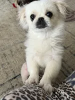 Wilma, a female Pekingese for sale in Roanoke, VA – Photo 3 of 3