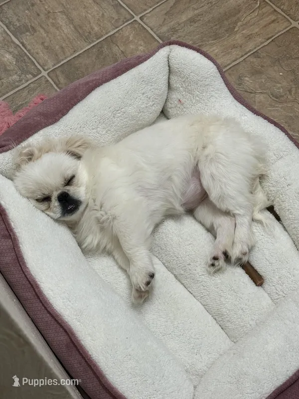 Wilma – Pekingese puppy for sale in Roanoke, VA