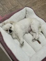 Wilma, a female Pekingese for sale in Roanoke, VA – Photo 1 of 3