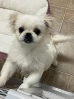 Wilma, a female Pekingese for sale in Roanoke, VA – Photo 2 of 3