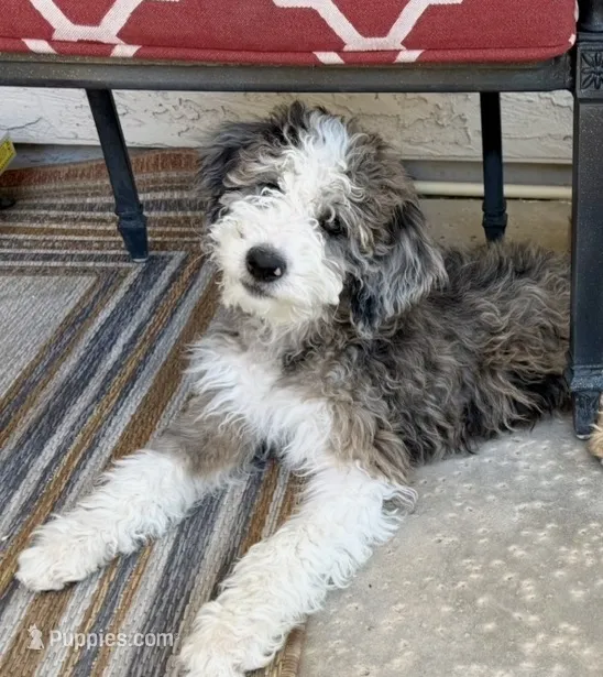 Baby girl, a female Bernedoodle for sale in Phoenix, AZ – 1 of 6