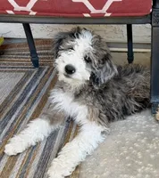Baby girl, a female Bernedoodle for sale in Phoenix, AZ – 1 of 6