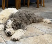 Baby girl, a female Bernedoodle for sale in Phoenix, AZ – 5 of 6