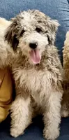 Baby girl, a female Bernedoodle for sale in Phoenix, AZ – 4 of 6
