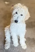 Princess, a female Goldendoodle for sale in Phoenix, AZ – 4 of 5