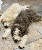 Princess, a female Goldendoodle for sale in Phoenix, AZ – 2 of 5