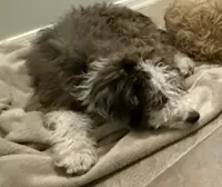 Baby girl, a female Bernedoodle for sale in Phoenix, AZ – 3 of 6