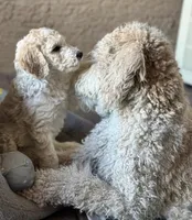 Princess, a female Goldendoodle for sale in Phoenix, AZ – 5 of 5