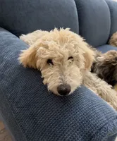 Princess, a female Goldendoodle for sale in Phoenix, AZ – 3 of 5