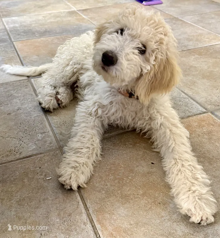 Princess – Goldendoodle puppy for sale in Phoenix, AZ
